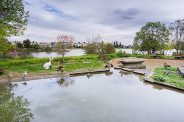 Lake Merritt wildlife sanctuary, Oakland, San Francisco bay, California