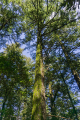 Obraz premium Evergreen forest, San Francisco bay area, California