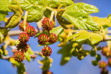 New western sycamore leaves and red fruits on a blue sky background, California