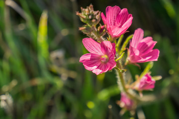Obraz premium Close up of Checkerbloom (Sidalcea malviflora) wildflowers, California