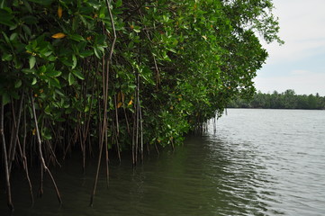 Fototapeta premium lake in mangrove forest