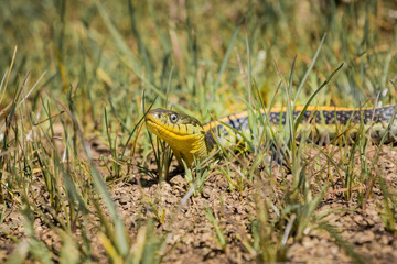 Garter snake (Thamnophis atratus zaxanthus) basking in the sun on a hot day, San Francisco bay, California