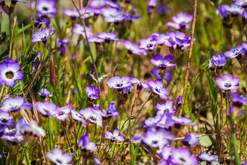 Gilia wildflowers blooming on a meadow, Henry W. Coe State Park, California