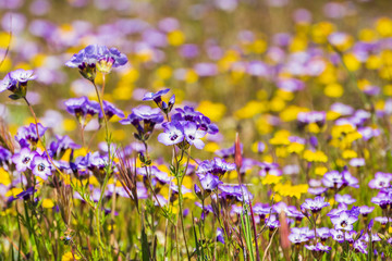 Goldfields and Gilia wildflowers blooming on a meadow, Henry W. Coe State Park, California