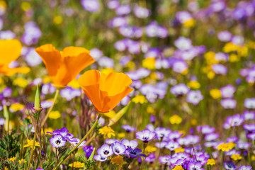 California poppies blooming on a meadow, Goldfields and Gilia in the background, Henry W. Coe State...