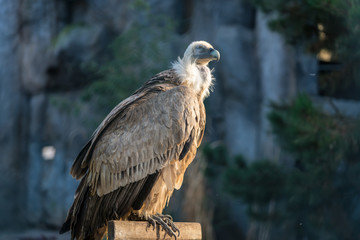 Vulture Griffon Bird