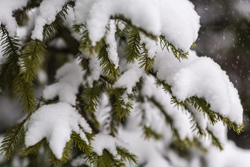 Fir-tree branch in snow