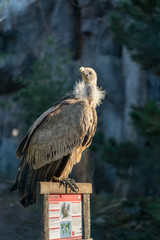 Vulture Griffon Bird