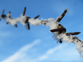 Rusty barbed wire covered with snow on blue sky background. Concept of boundary, prison, immigration or freedom