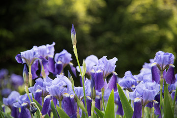 Close up of purple Japanese iris flowers. calamus. City flower bed. © MartaKlos