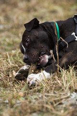 Portrait of a dog of breed Staffordshire terrier