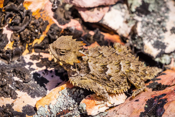 Close up of a Coast Horned Lizard (Phrynosoma Coronatum) blending with a rocky terrain, Pinnacles National Park, California