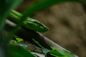 Baumpython Morelia viridis
