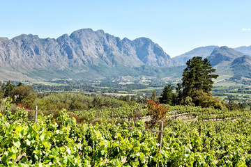 Fototapeta na wymiar Cape Winelands - Franschhoek Valley