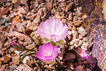 Bitterroot (Lewisia rediviva), the state flower of Montana; blooming in spring in Pinnacles...