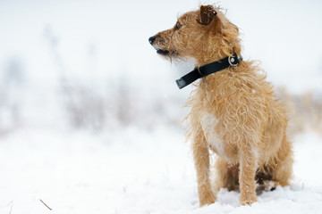 A pack of dogs jack russell terrier is chasing on a winter meadow. Everything in the snow.