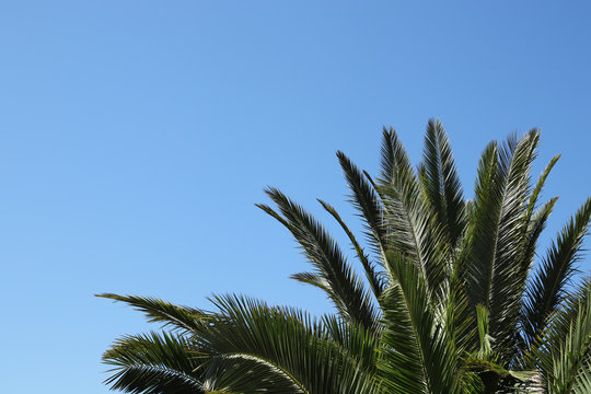 Holiday background image consisting of palm trees and a blue sky. 