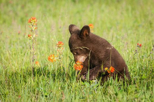 Black Bear Cub (Ursus americanus) Sniffs Prairie Fire Flower Summer