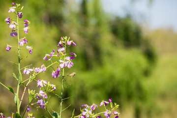 Wild radish (Raphanus raphanistrum) flower, San Francisco bay area, California