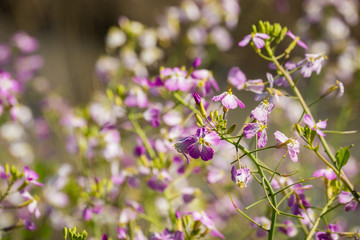 Wild radish (Raphanus raphanistrum) flower, San Francisco bay area, California