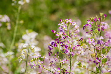 Wild radish (Raphanus raphanistrum) flower, San Francisco bay area, California