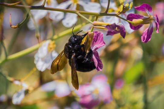 Black bee pollinating a wild radish (Raphanus raphanistrum) flower, San Francisco bay area, California