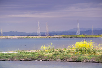 The sun illuminates the wild mustard growing on a levee and the electricity towers on a cloudy and stormy day, Sunnyvale, San Francisco bay area, California
