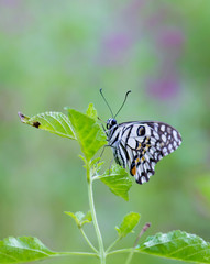 Beautiful common lime butterfly sitting on the flower plants with a nice soft background.