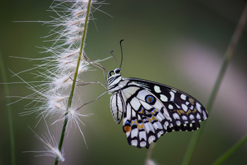 Beautiful common lime butterfly sitting on the flower plants with a nice soft background.