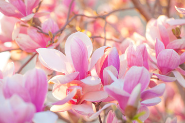 Fototapeta premium Magnolia blossom