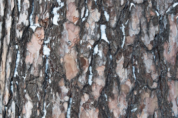 The texture of a pine tree in the forest