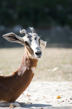 Dama gazelle