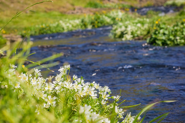 White meadowfoam (Limnanthes alba) blooming on the shores of a creek, North Table Mountain Ecological Reserve, Oroville, California