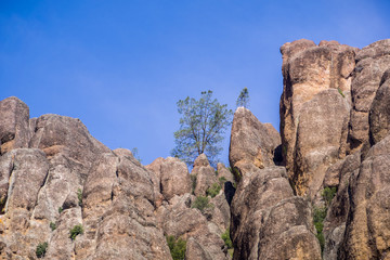 Fototapeta na wymiar Pine tree growing on rock boulders, Pinnacles National Park, California