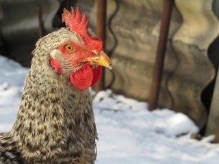 Speckled hen in the chicken coop. Poultry concept, chicken in the winter farm