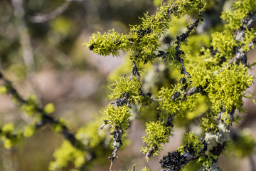 Vibrant oak moss (Evernia prunastri) growing on branches, Pinnacles National Park, California