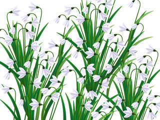 Snowdrops flowers. Galanthus vector illustration. First sign of spring, spring symbol