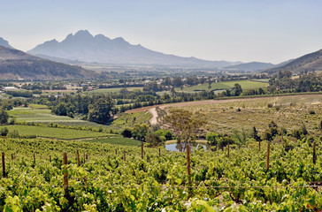 Fototapeta na wymiar Cape Winelands - Franschhoek Valley