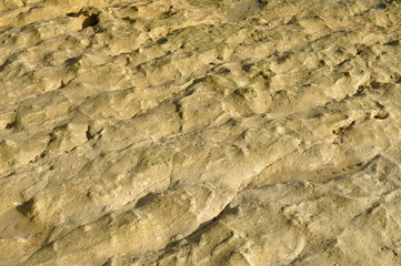 Fossils in rock background. Science and Education