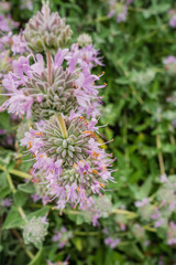 Purple sage (Salvia leucophylla) blooming in spring, California