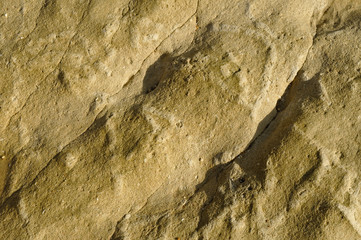 Fossils in rock background. Science and Education