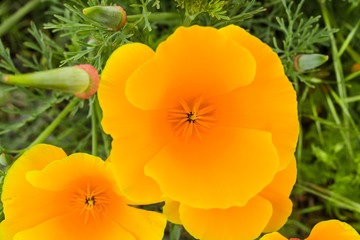 Naklejka premium California poppy (Eschscholzia californica) close up