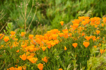 California Poppies (Eschscholzia californica) growing on a meadow, San Jose, south San Francisco bay, California