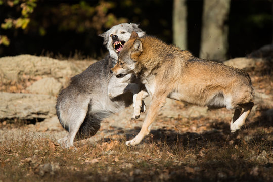 Eastern Timber Wolf