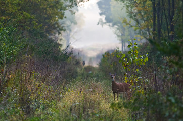 Deer Path