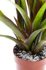Mould growing on a soil in the flower pot with the plant