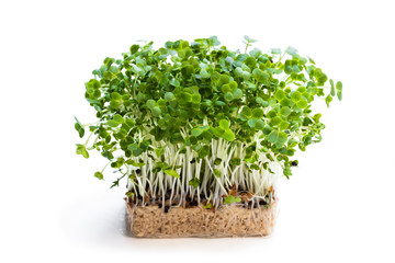 Cress salad isolated on white