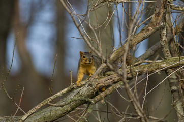 Fox Squirrel