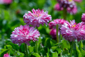 spring background pink daisies on a flowerbed