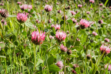 Invasive Rose clover (Trifolium hirtum) wildflowers blooming on a field, San Francisco bay area, California